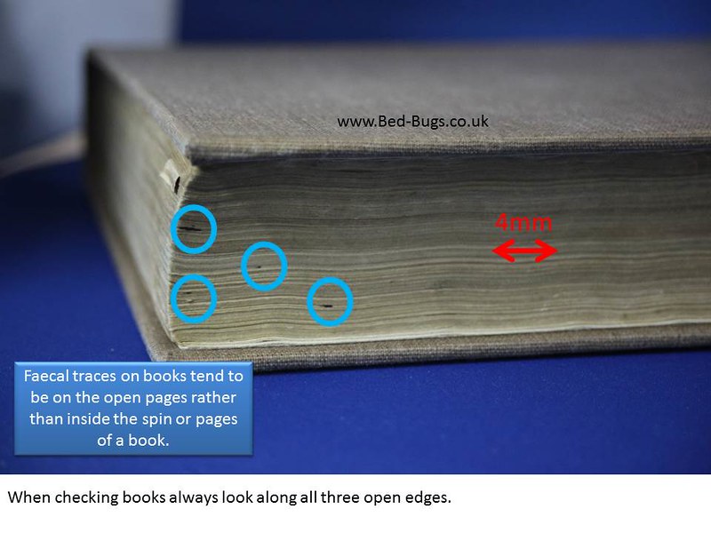 Bed bugs limited gallery slide 39