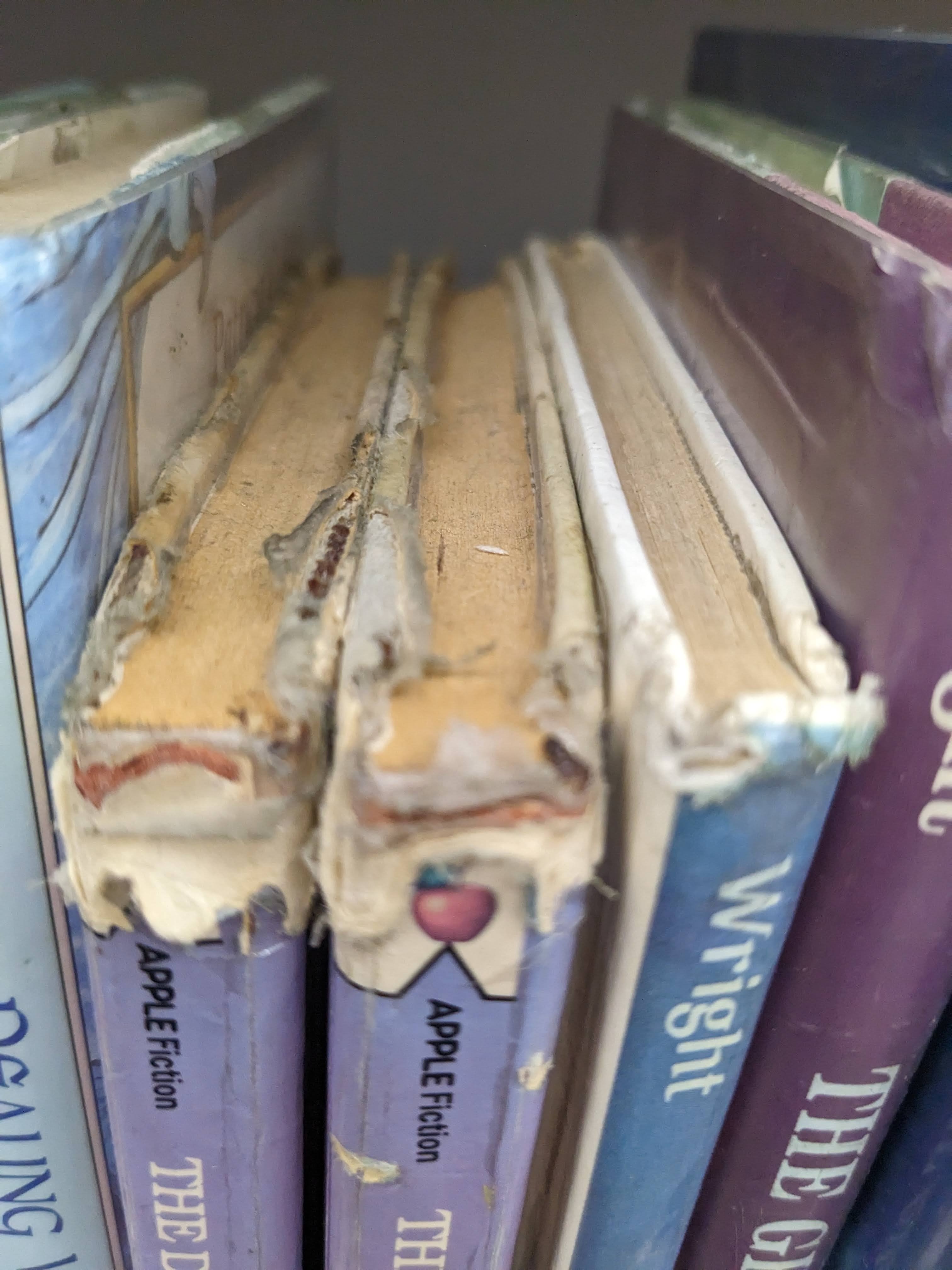 Insect damage on books elementary library